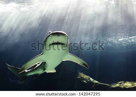 huge bull shark swimming