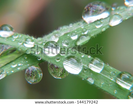 Some drops of rain on the leaves of a green plant