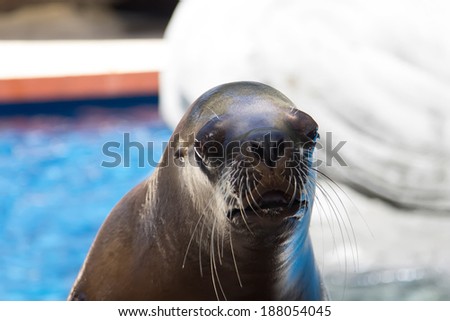 close up of beautiful sea lion