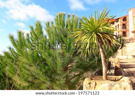 palm tree with pine trees and some buildings behind