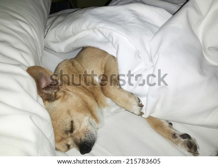Happy chihuahua sleeping on a bed