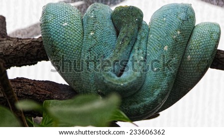 jungle Green Snake