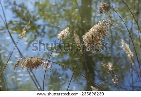 flowering reeds on the bank of river Devun