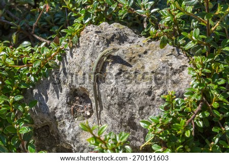 lizard takes the quiet sun on a stone