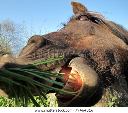 horse huge mouth open to bite