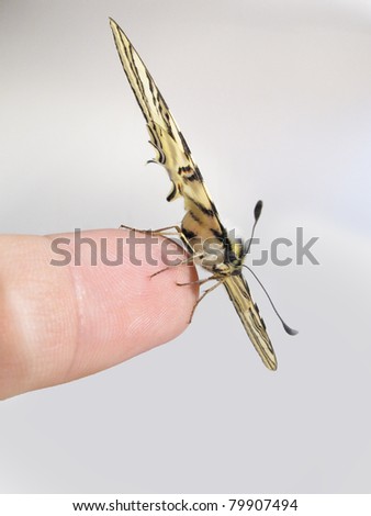 A Papilio machaon butterfly on the tip of a finger from side