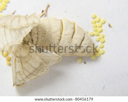 A Silkworm