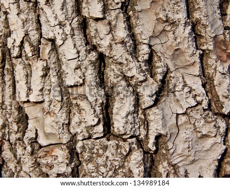 walnut tree - skin of old tree
