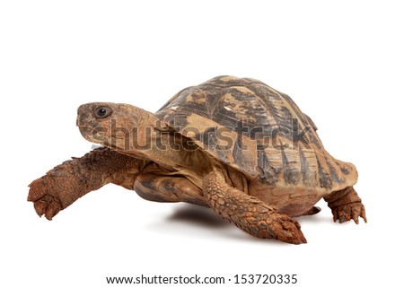 turtle isolated on white background, studio shot - stock photo