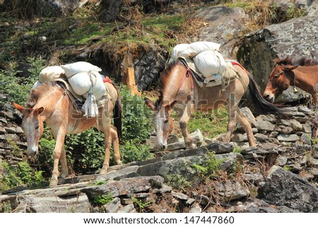 Himalayan Donkey carrying heavy loads