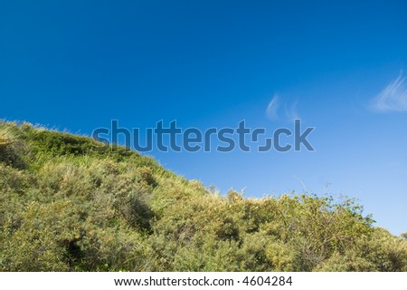 Grass dune landscape