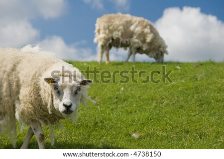 old sheep staring into the lens