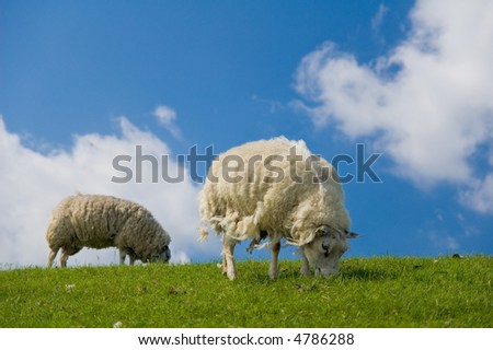 old sheep eating grass