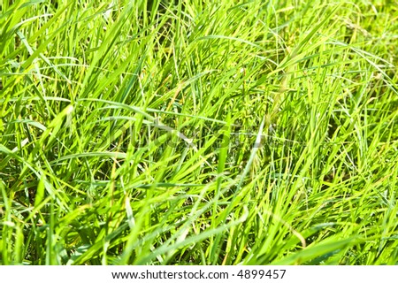 bright fresh green grass texture