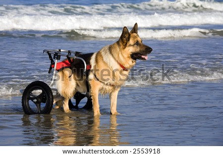 dog with cart