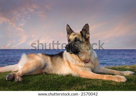 beautiful dog by ocean