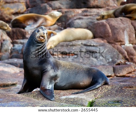 sea lion on rocks