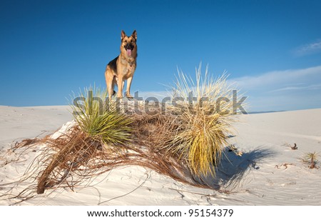 German Shepherd Rescue Dog