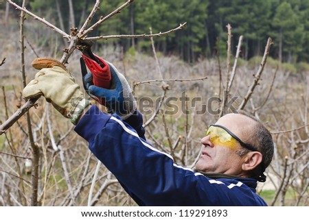 worker with pneumatic shears pruning cherry
