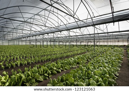 chard cultivation in a greenhouse in the town of Villa del Prado, Madrid