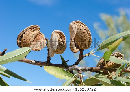 almond branch with ripe almonds ready to harvest