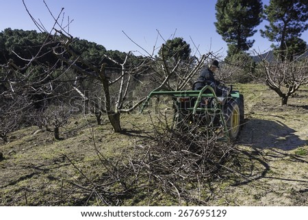 worker with a small tractor collecting branches from the pruning of a plantation of cherry