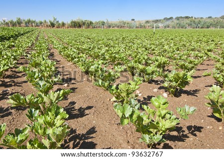 celery cultivated land in the municipality of Villa del Prado, Madrid