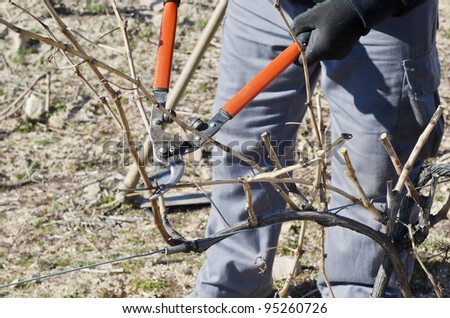 pruning work in a vineyard trained on a trellis