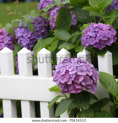 Summer Blooms - purple hydrangeas on white picket fence