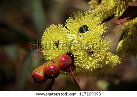 Philips River Gum Eucalyptus in bloom with flowers and blossoms. Eucalyptus grossa