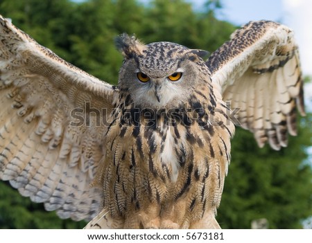 Eagle owl spreading its wings