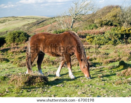 New forest pony grazing in the evening sun