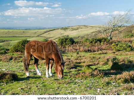 New forest pony grazing in the evening sun under blue sky
