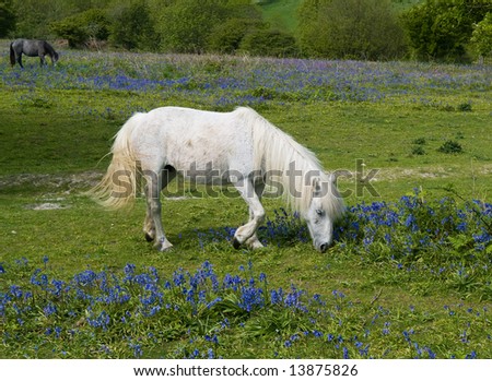 White New Forest pony in bluebell field