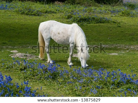 White New Forest pony grazing in bluebell field
