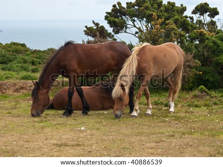 Group of new forest ponies grazing