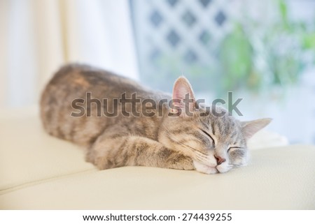 sleeping cat on Studio chair