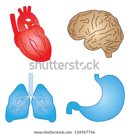 Set Of Cartoon Images Of Human Organs On The White Background. Stock