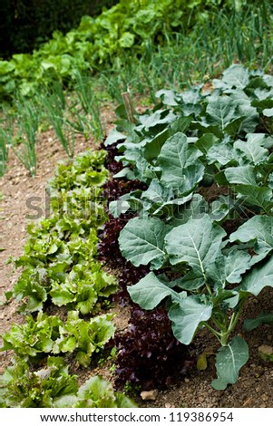 selection of lettuce cultivars, collard greens and onions growing in market garden