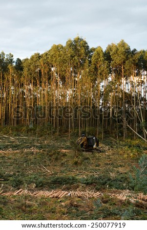 Eucalyptus plantation and excavator. Tree cutting