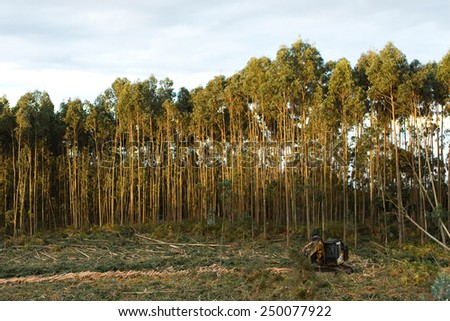 Eucalyptus plantation and excavator. Tree cutting