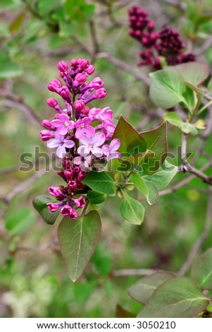 Detail of flowers in lilac bush