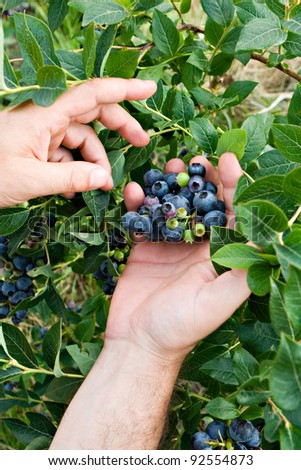 human hands picking up blueberry fruits in vertical composition