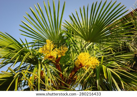 Blooming palm tree, top section with yellow flowers and sky