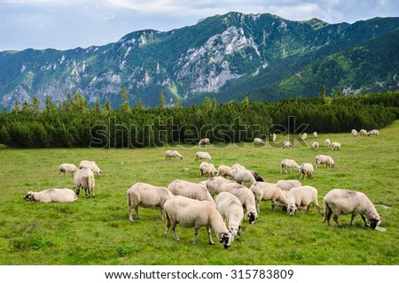 Sheep herds at alpine pastures in Retezat National Park, Carpathians, Romania.