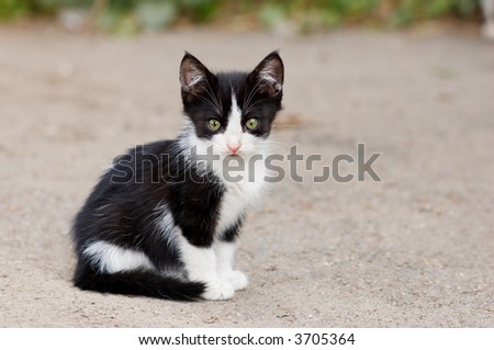 stray kitten sitting on the ground, it looks sad