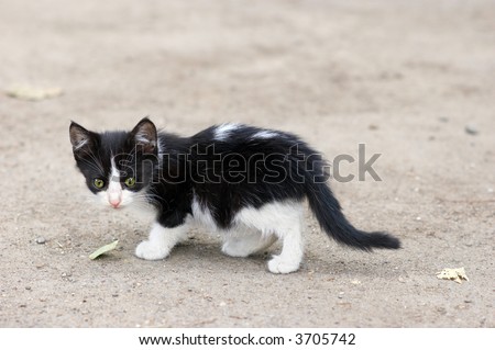 stray kitten walks over ground, searching for food