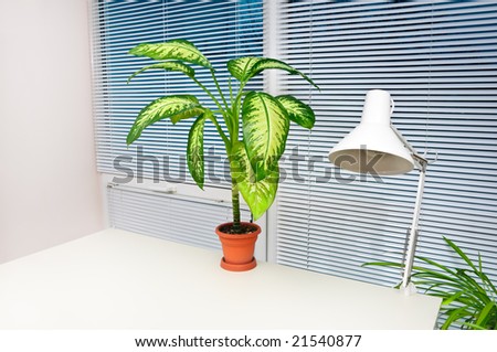 potted plant and lamp