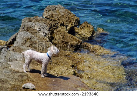 Little dog enjoy at the beach and sun