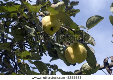 Fresh quince fruit on the tree in september
